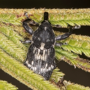 Neolaemosaccus longimanus at Bruce, ACT - 30 Oct 2024