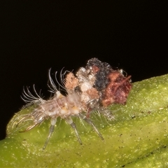 Chrysopidae (family) (Unidentified Green lacewing) at Bruce, ACT - 30 Oct 2024 by kasiaaus