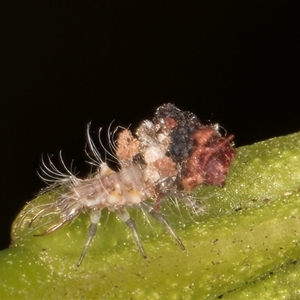 Chrysopidae (family) at Bruce, ACT - 30 Oct 2024