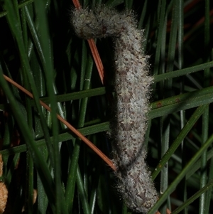 Lasiocampidae (family) immature (Lappet & Snout Moths) at Freshwater Creek, VIC by WendyEM