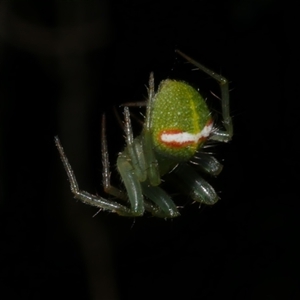 Araneus circulissparsus (species group) at Freshwater Creek, VIC by WendyEM