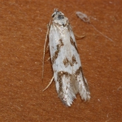 Oxythecta acceptella (Scat Moth) at Freshwater Creek, VIC - 19 Sep 2020 by WendyEM