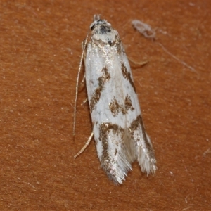 Oxythecta acceptella at Freshwater Creek, VIC - 19 Sep 2020