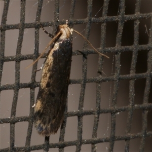 Hoplostega ochroma (a Eulechria Group moth) at Freshwater Creek, VIC by WendyEM