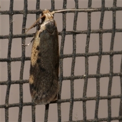 Hoplostega ochroma at Freshwater Creek, VIC - 19 Sep 2020 01:56 AM