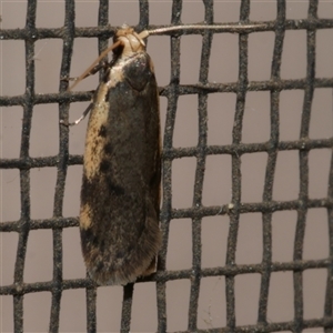Hoplostega ochroma at Freshwater Creek, VIC - 19 Sep 2020 01:56 AM