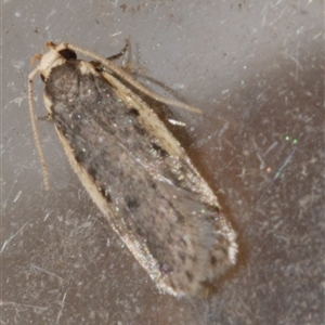 Hoplostega ochroma at Freshwater Creek, VIC - 19 Sep 2020