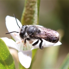 Megachile sp. (several subgenera) (Resin Bees) at Hughes, ACT - 27 Oct 2024 by LisaH