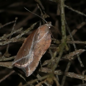 Arachnographa micrastrella at Freshwater Creek, VIC - 19 Sep 2020