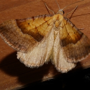 Anachloris subochraria at Freshwater Creek, VIC - 19 Sep 2020