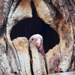 Eolophus roseicapilla (Galah) at Hughes, ACT - 30 Oct 2024 by LisaH