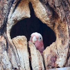 Eolophus roseicapilla at Hughes, ACT - 30 Oct 2024