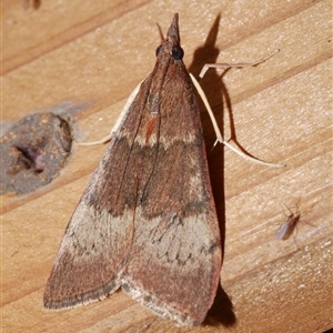 Uresiphita ornithopteralis (Tree Lucerne Moth) at Freshwater Creek, VIC by WendyEM