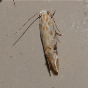 Dryadaula anthracorma (A Clothes moth (Dryadaulinae, Tineidae) at Freshwater Creek, VIC by WendyEM