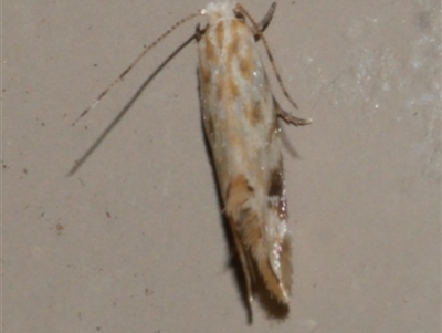 Dryadaula anthracorma (A Clothes moth (Dryadaulinae, Tineidae) at Freshwater Creek, VIC - 19 Sep 2020 by WendyEM