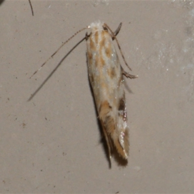 Dryadaula anthracorma (A Clothes moth (Dryadaulinae, Tineidae) at Freshwater Creek, VIC - 19 Sep 2020 by WendyEM