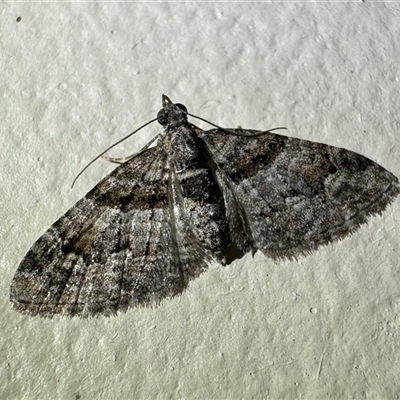 Phrissogonus laticostata (Apple looper moth) at Pebbly Beach, NSW - 23 Oct 2024 by Pirom