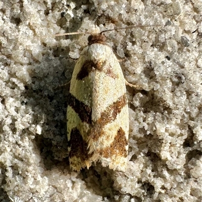 Fuscicepsana fuscicepsana (A Tortricid moth) at Pebbly Beach, NSW - 21 Oct 2024 by Pirom