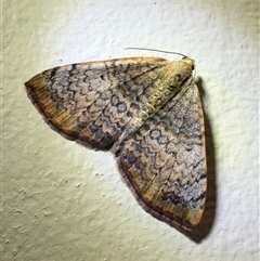 Chrysolarentia mecynata (Mecynata Carpet Moth) at Pebbly Beach, NSW - 22 Oct 2024 by Pirom