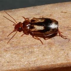 Unidentified Carab beetle (Carabidae) at Freshwater Creek, VIC - 19 Sep 2020 by WendyEM