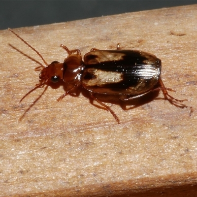 Unidentified Carab beetle (Carabidae) at Freshwater Creek, VIC - 19 Sep 2020 by WendyEM