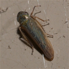 Limotettix incertus (Leafhopper) at Freshwater Creek, VIC - 19 Sep 2020 by WendyEM