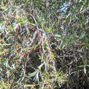 Gerygone fusca at North Albury, NSW - suppressed