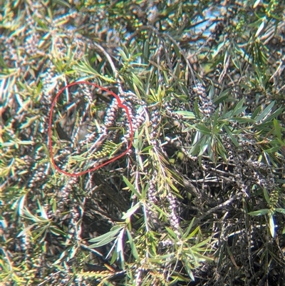 Gerygone fusca (Western Gerygone) at North Albury, NSW - 31 Oct 2024 by Darcy