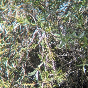 Gerygone fusca at North Albury, NSW - suppressed