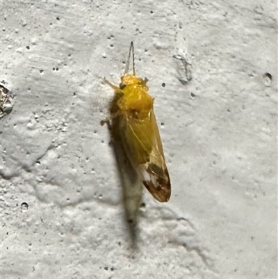Psyllidae sp. (family) (Unidentified psyllid or lerp insect) at Ainslie, ACT - 30 Oct 2024 by Pirom