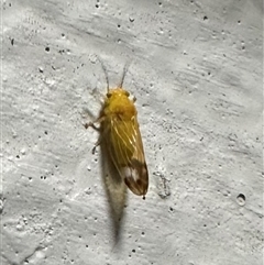 Psyllidae sp. (family) at Ainslie, ACT - 30 Oct 2024