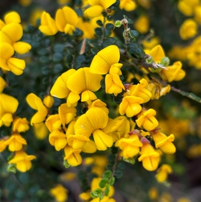 Bossiaea foliosa at Woolgarlo, NSW - 14 Oct 2024 by SustainableSeg