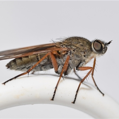 Anabarhynchus kosciuskoensis (A stiletto fly) at Jerrabomberra, NSW - 31 Oct 2024 by DianneClarke