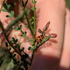 Hippodamia variegata (Spotted Amber Ladybird) at North Albury, NSW - 31 Oct 2024 by Darcy