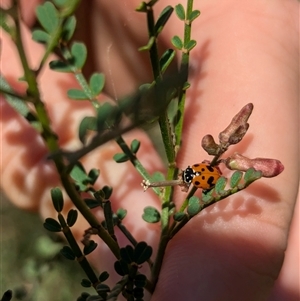 Hippodamia variegata at North Albury, NSW - suppressed