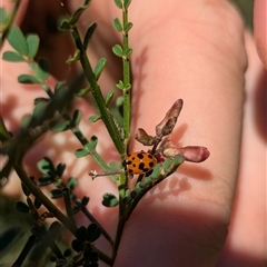 Hippodamia variegata at North Albury, NSW - suppressed