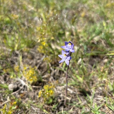 Thelymitra sp. (pauciflora complex) (Sun Orchid) at Woolgarlo, NSW - 28 Oct 2024 by SustainableSeg