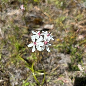 Burchardia umbellata at Woolgarlo, NSW - 28 Oct 2024