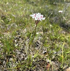 Burchardia umbellata at Woolgarlo, NSW - 28 Oct 2024