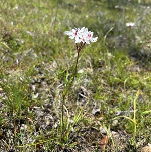 Burchardia umbellata at Woolgarlo, NSW - suppressed