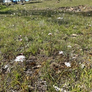 Burchardia umbellata at Woolgarlo, NSW - suppressed