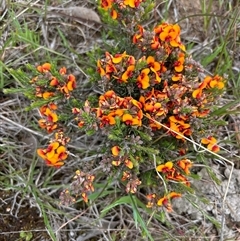 Dillwynia sericea (Egg And Bacon Peas) at Woolgarlo, NSW - 14 Oct 2024 by SustainableSeg