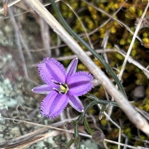 Thysanotus patersonii at Woolgarlo, NSW - suppressed