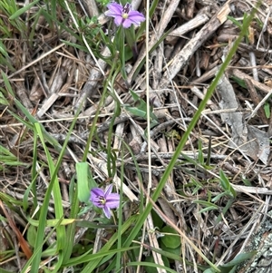 Thysanotus patersonii at Woolgarlo, NSW - suppressed