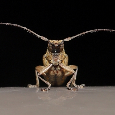 Temnosternus planiusculus (Longhorn beetle) at Acton, ACT - 31 Oct 2024 by TimL