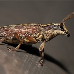 Temnosternus planiusculus at Acton, ACT - 31 Oct 2024 12:25 PM