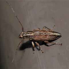 Temnosternus planiusculus at Acton, ACT - 31 Oct 2024 12:25 PM