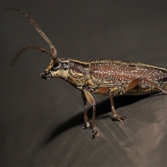 Temnosternus planiusculus at Acton, ACT - 31 Oct 2024 12:25 PM