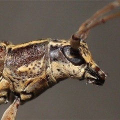 Temnosternus planiusculus at Acton, ACT - 31 Oct 2024