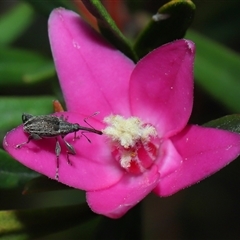 Meriphus fullo (Flower Weevil) at Acton, ACT - 31 Oct 2024 by TimL